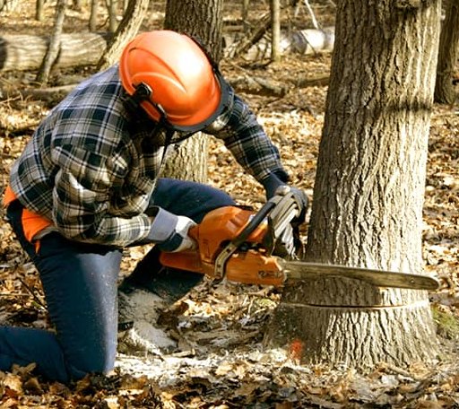 Tree Removal in Marion, TX